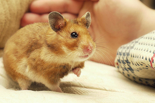 hamster